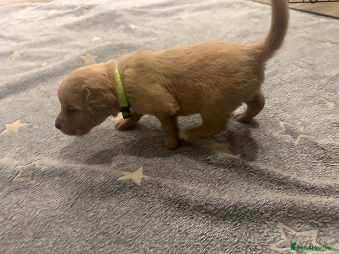 Mixed Breed dogs for sale: Golden Cocker Retriever Puppies  - Advert 6