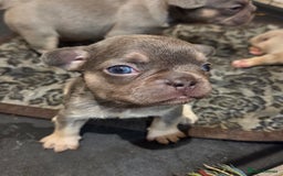 French Bulldog dogs for sale: Isabella & lilac & tan chunky frenchies - Advert 12