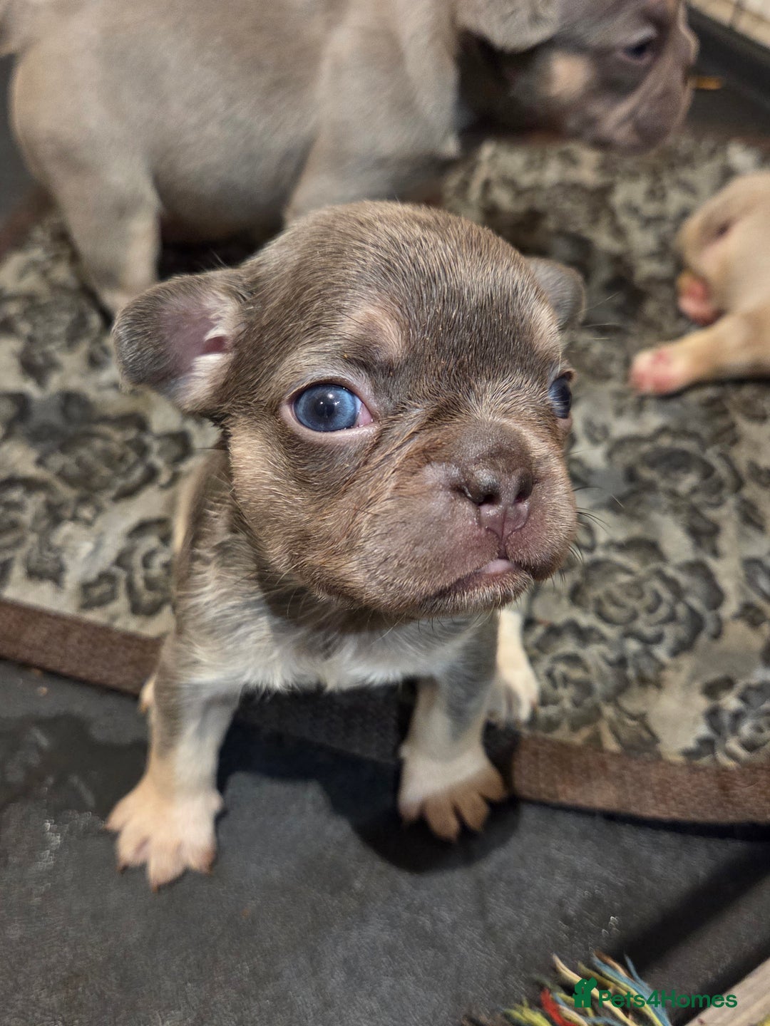 French Bulldog dogs for sale: Isabella & lilac & tan chunky frenchies - Advert 12