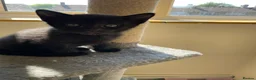 Mixed Breed cats for sale: Kittens - Advert 2