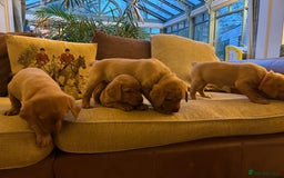 Labrador Retriever dogs for sale: Stunning KC Fox Reds  - Advert 10