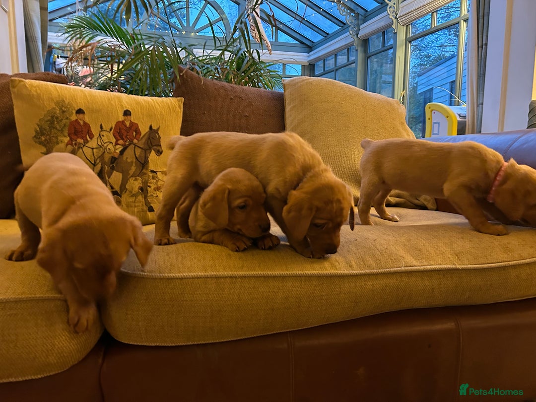 Labrador Retriever dogs for sale: Stunning KC Fox Reds  - Advert 10