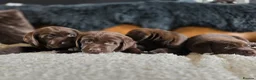 Labrador Retriever dogs for sale: High Quality Chunky Chocolate Labrador Puppies - Advert 14