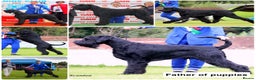 Giant Schnauzer dogs for sale: Show quality KC registered Giant Schnauzers  - Advert 3
