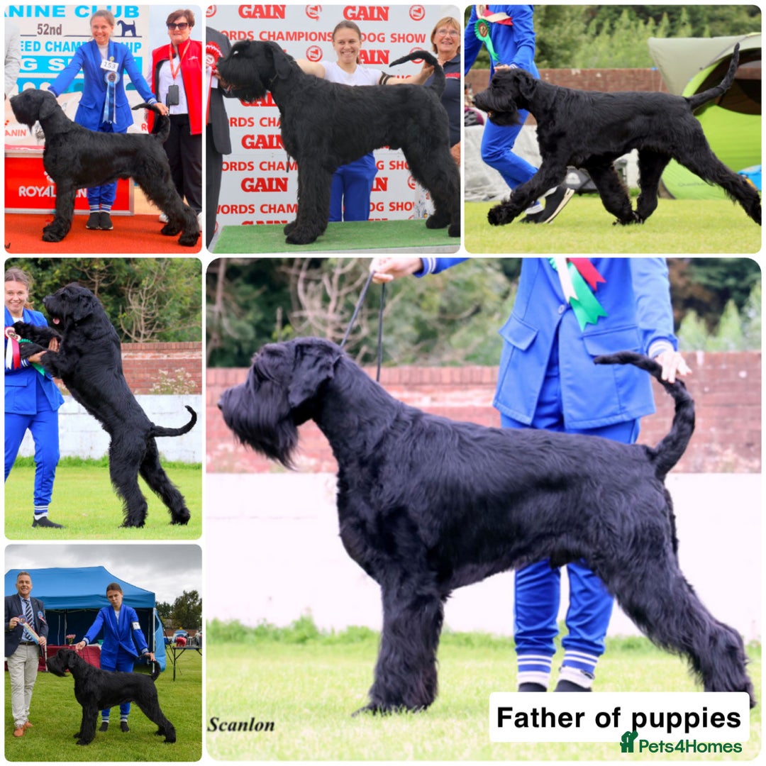 Giant Schnauzer dogs for sale: Show quality KC registered Giant Schnauzers  - Advert 3