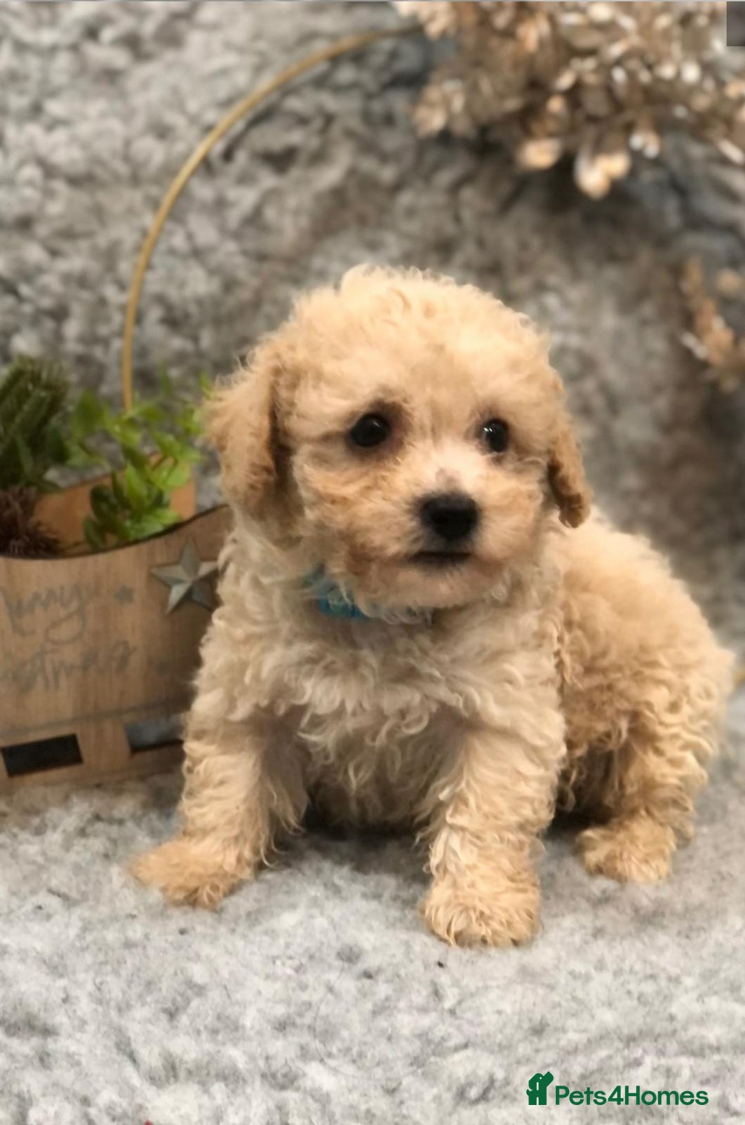 Poochon dogs for sale: Loving home needed for fully vaccinated Poochon - Advert 4