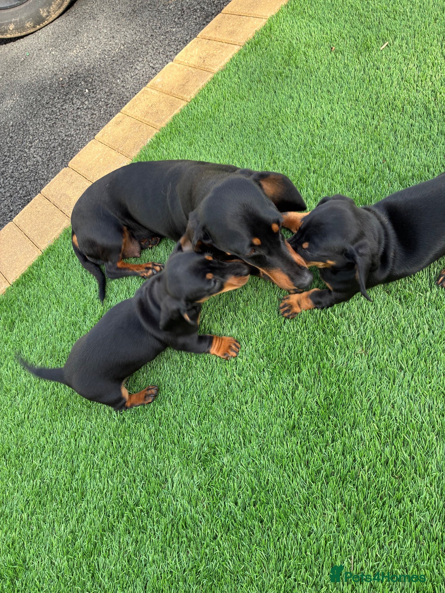 Dachshund dogs 2 Beautiful dachshund puppies  - Advert 5