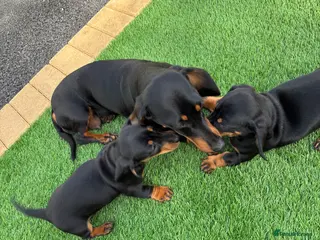 Dachshund dogs 2 Beautiful dachshund puppies - Advert 5