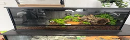Python Snake reptiles for sale: Ultramel Royal Python with Vivarium - Advert 2