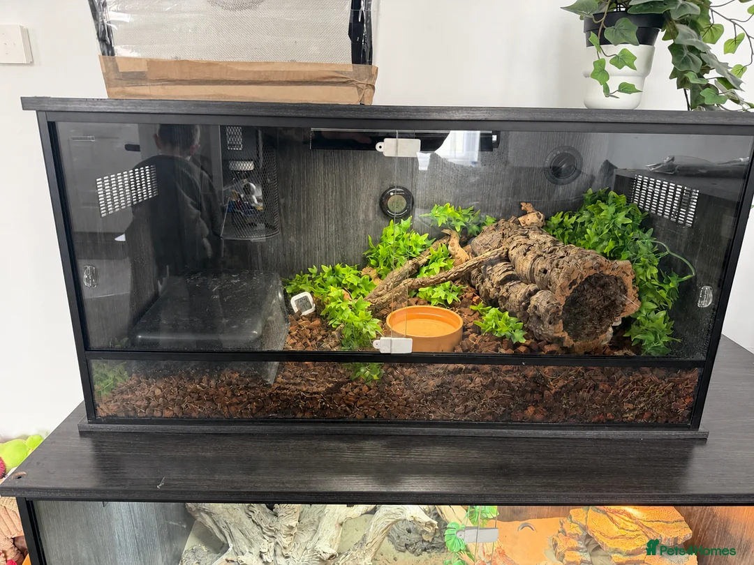 Python Snake reptiles for sale: Ultramel Royal Python with Vivarium - Advert 2