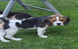Beagle dogs for sale: KC reg Gorgeous Beagle Pups Champion Bloodline in New Malden - Image 19