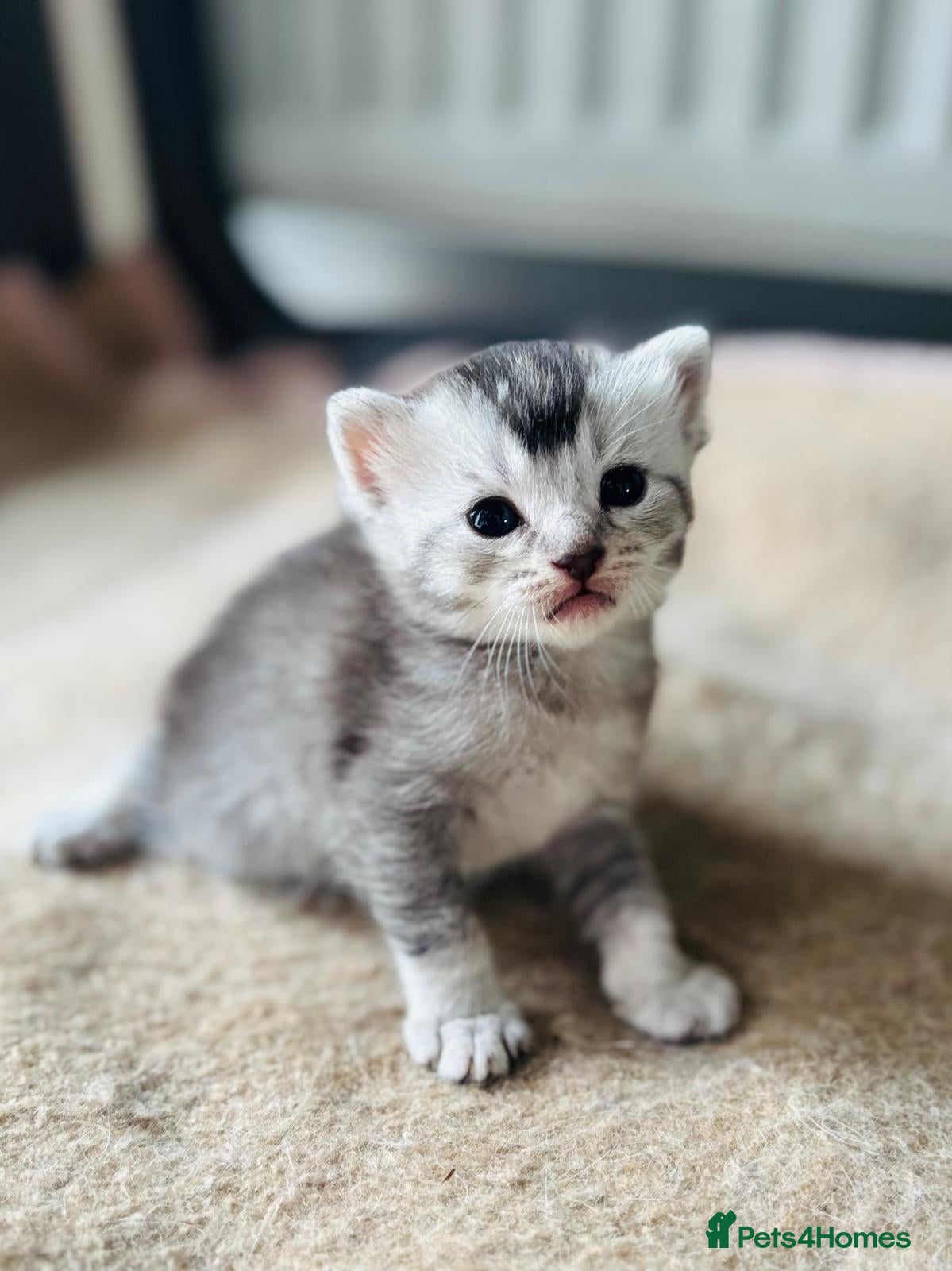 British Shorthair cats British shorthair  - Advert 6