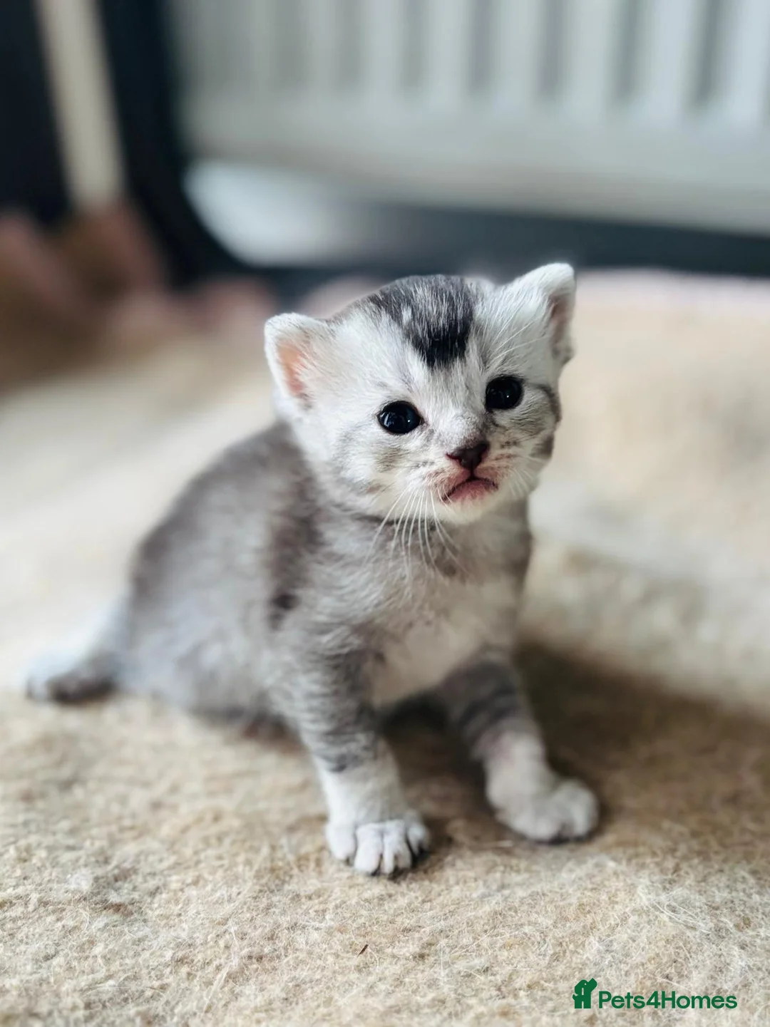 British Shorthair cats for sale: British shorthair  - Advert 1