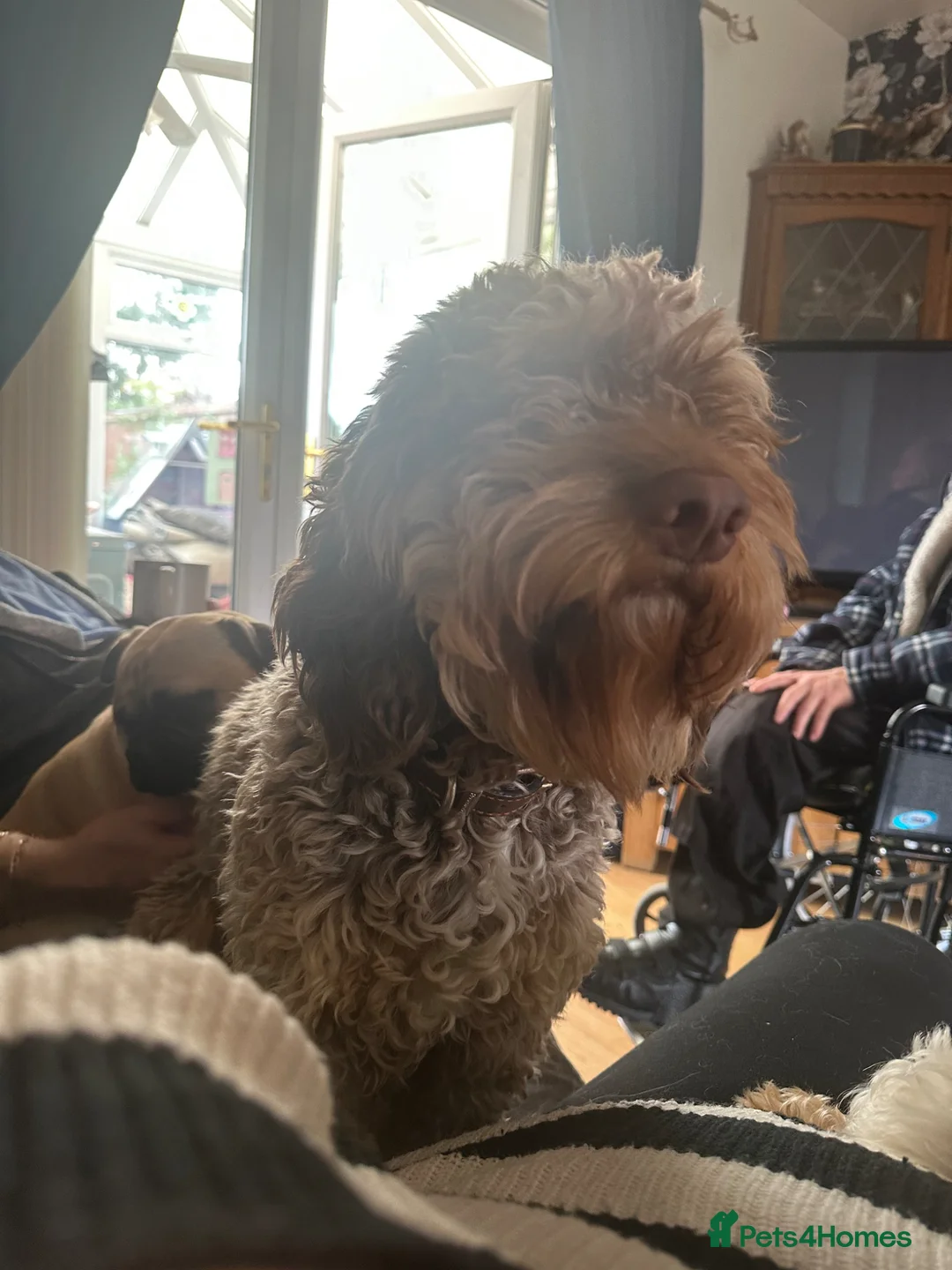 Cockapoo dogs for sale: Male cockapoo - Advert 2