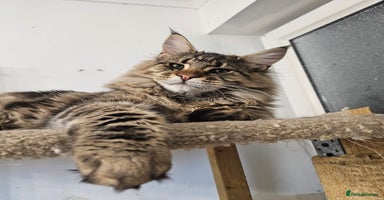 Maine Coon cats Pedigree Maine Coon boy  - Advert 9