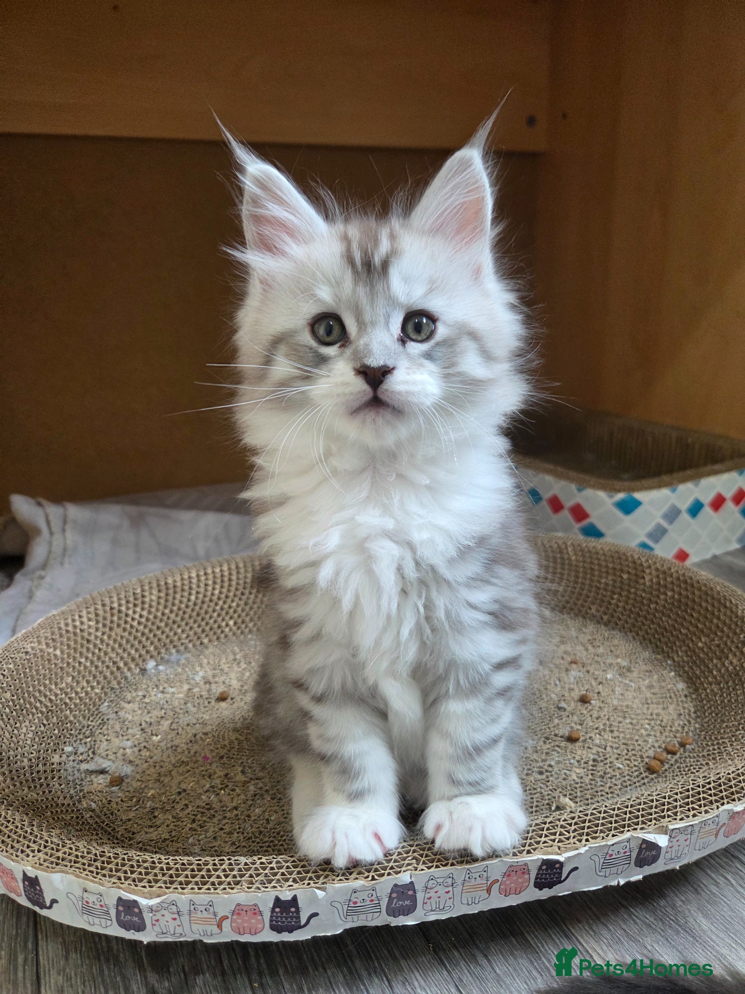 Maine Coon cats Outstanding Quality shaded line Boys - Advert 2