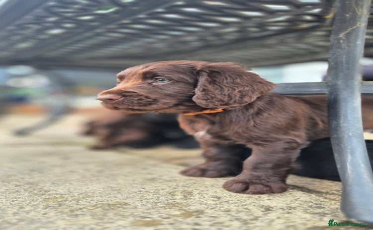 Cocker Spaniel dogs - Advert 16