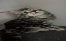 Mixed Breed cats for sale: Maine coon x Persian  - Image 19