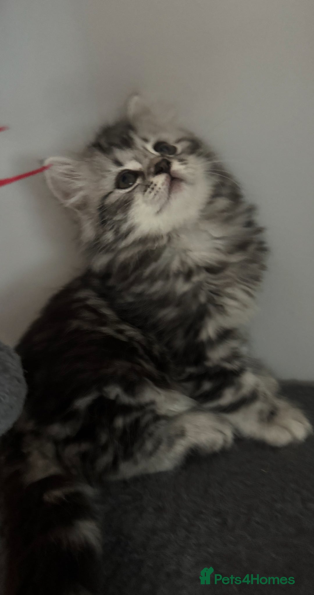 Mixed Breed cats for sale: Maine coon x Persian  - Image 19