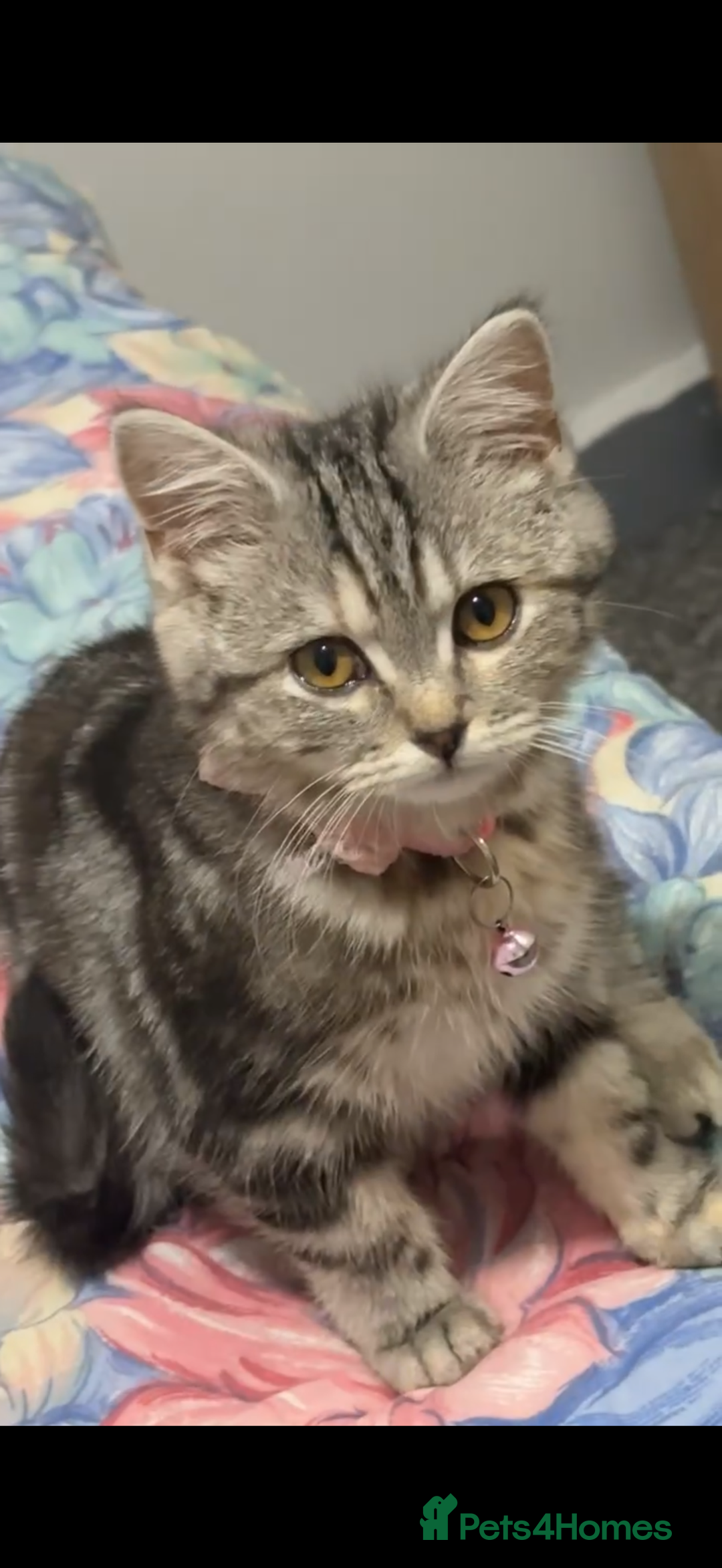 British Longhair cats for sale: 2 girls kittens for sale  - Advert 3