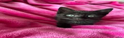 Mixed Breed cats for sale: 6 gorgeous kittens  - Advert 26