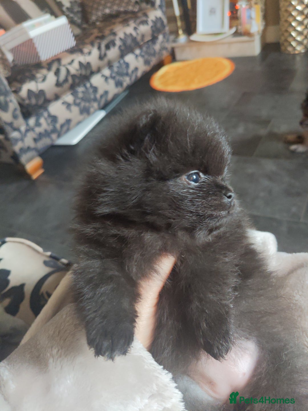 Pomeranian dogs for sale: Pomarian puppies for sale  - Advert 4