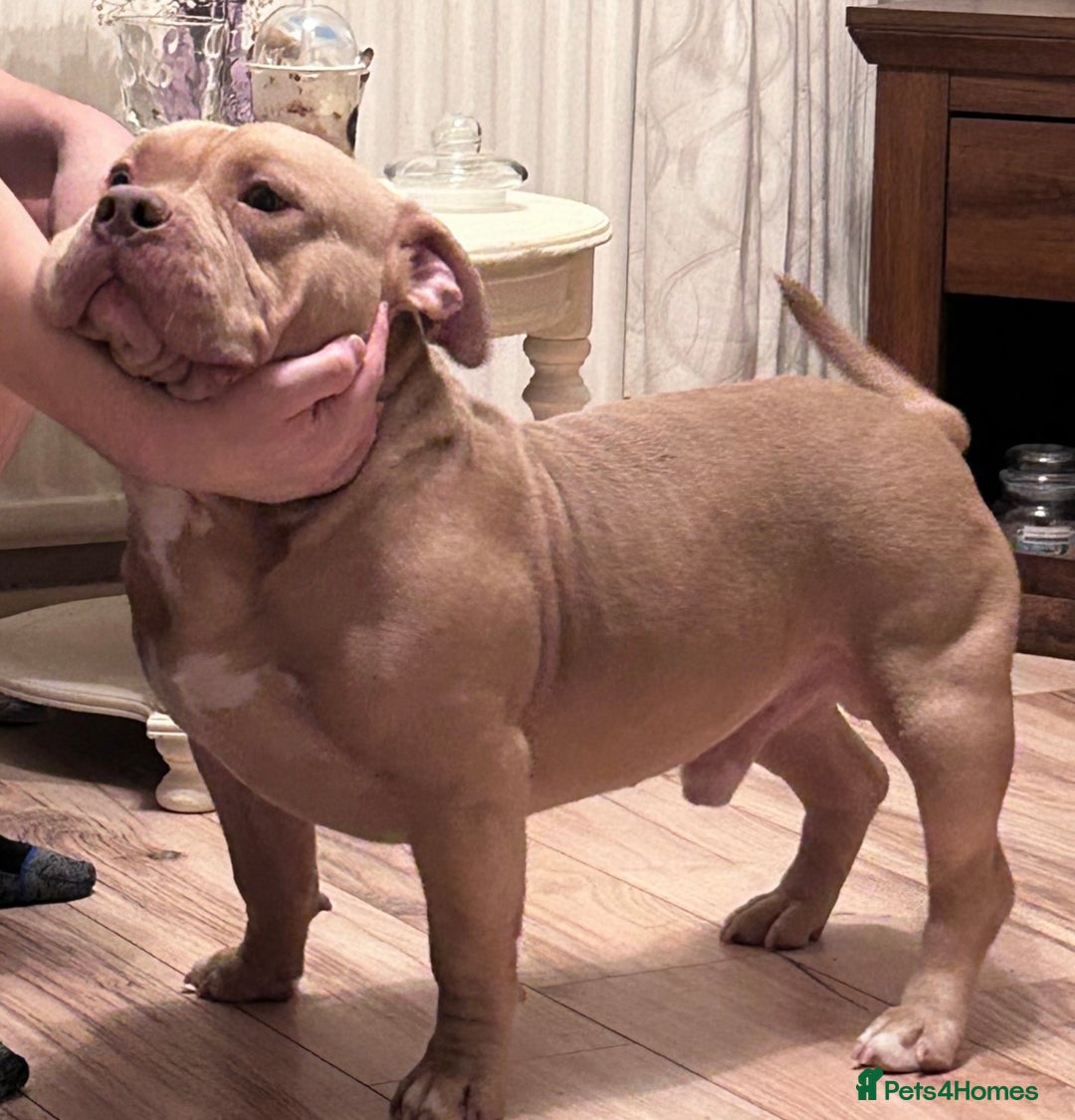 American Bully dogs for sale: For rehome - Image 10