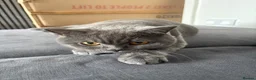 British Shorthair cats for sale: British short hair blue - Advert 3