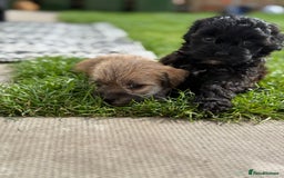 Yorkshire Terrier dogs for sale: Yorkies  - Image 11