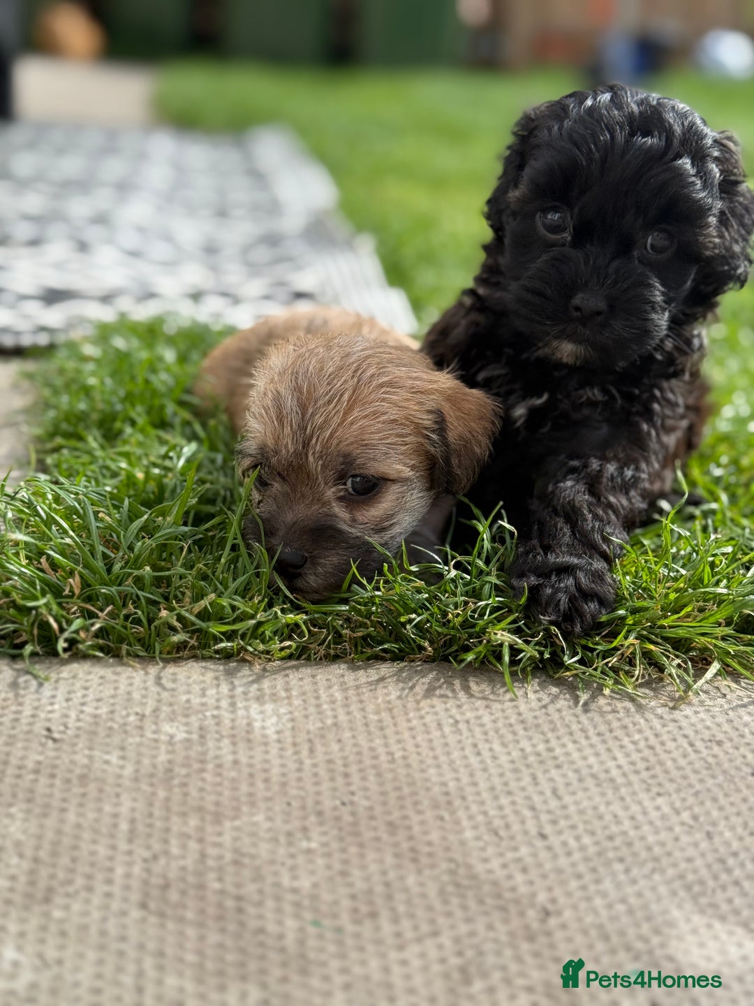 Yorkshire Terrier dogs for sale: Yorkies  - Image 11