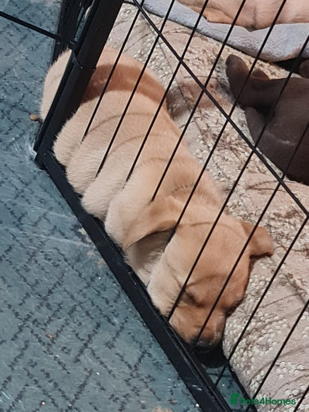 Labrador Retriever dogs for sale: Beautiful Labrador Puppies - Advert 6