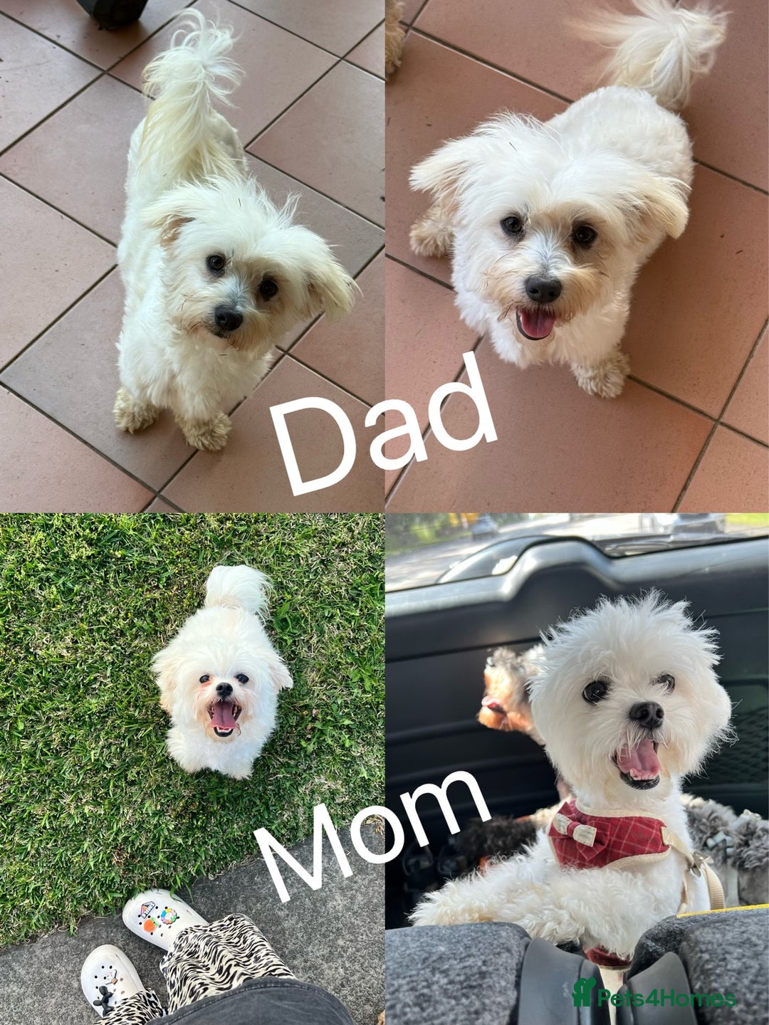 Maltese dogs for sale: Gorgeous Pure Maltese Puppies For New Home - Image 5