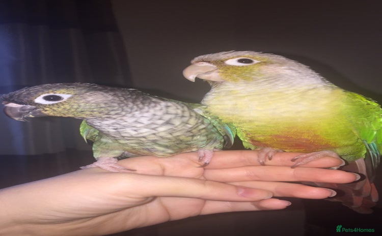 Conures birds - Advert 1