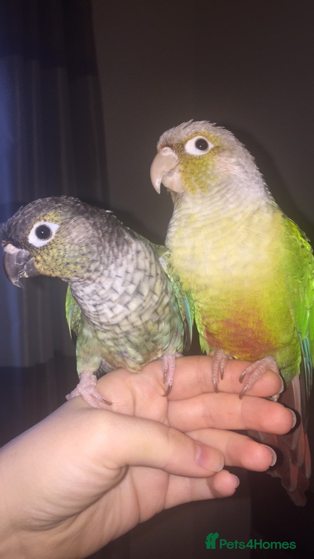 Conures birds for sale: Proven pair conurse - Image 1