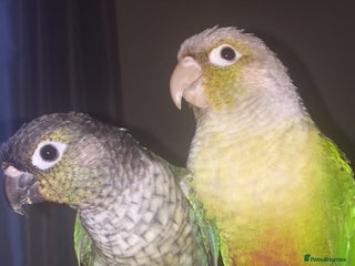 Conures birds - Advert 30