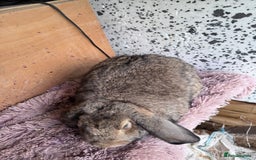French Lop rabbits for sale: Purebreed French Lop Girl for sale  - Advert 6