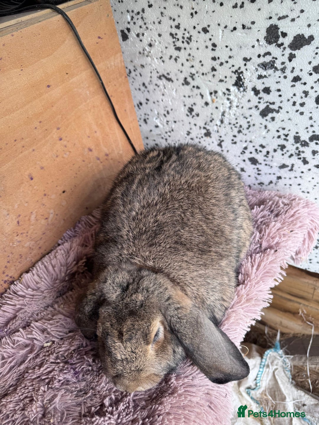 French Lop rabbits for sale: Purebreed French Lop Girl for sale  - Advert 6