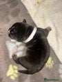 American Bully Puppy 1
