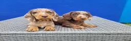 Dachshund dogs for stud: Piebald colored Dachshund for stud! in Preston - Advert 21
