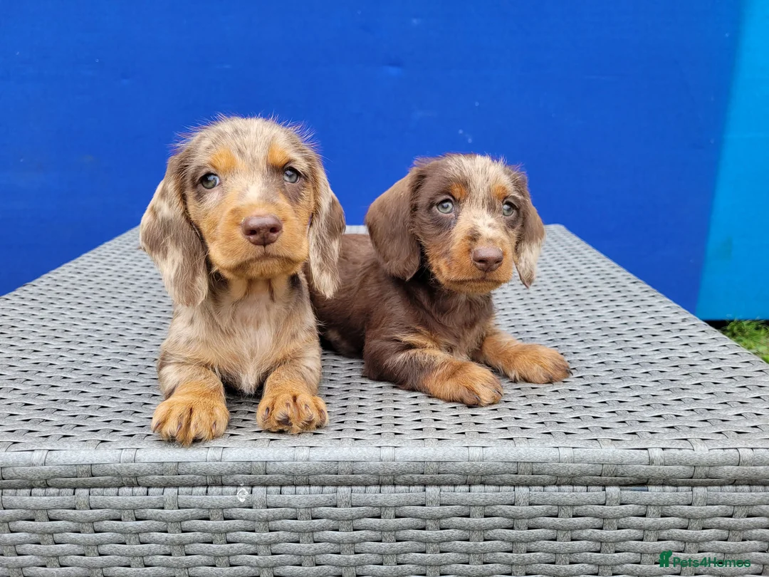 Dachshund dogs for stud: Piebald colored Dachshund for stud! in Preston - Advert 21