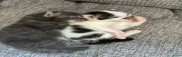 Mixed Breed cats for sale: 2 Beautiful and healthy kittens for sale  in Bath - Advert 9