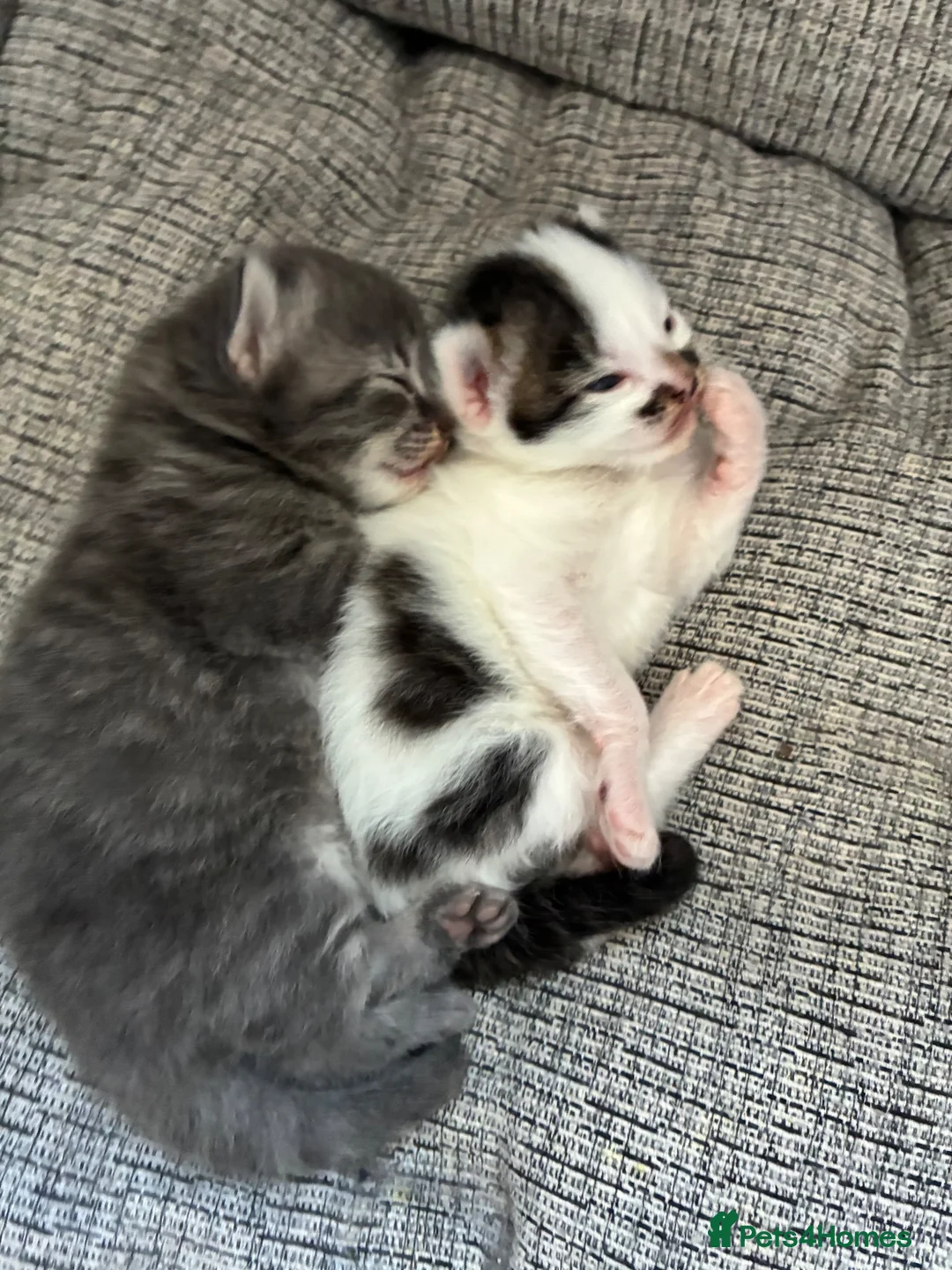 Mixed Breed cats for sale: 2 Beautiful and healthy kittens for sale  in Bath - Advert 9