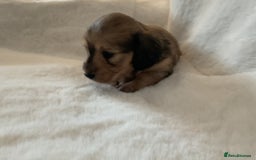 Miniature Dachshund dogs for sale: kc reg shaded creams - Image 6