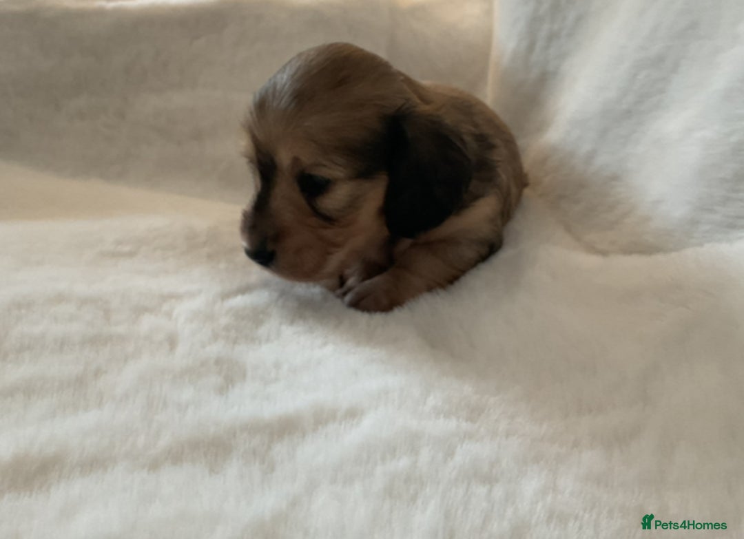 Miniature Dachshund dogs for sale: kc reg shaded creams - Image 6
