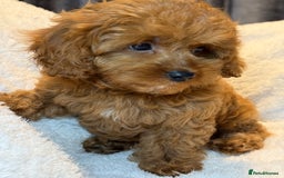 Cavapoo dogs for sale: F1 stunning red Cavapoo girl  fully vaccinated  - Image 4