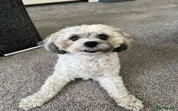 Zuchon dogs for sale: *Not selling* Seeking King Charles  - Image 3