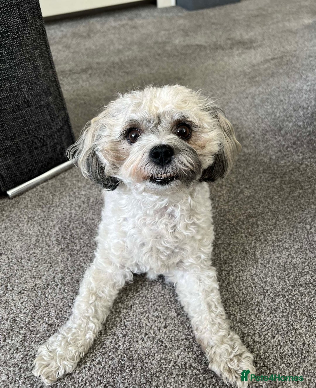 Zuchon dogs for sale: *Not selling* Seeking King Charles  - Image 3