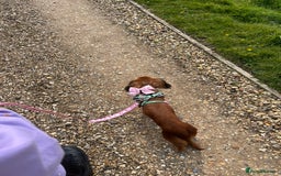 Dachshund dogs for sale: Devastating rehoming!  - Image 2