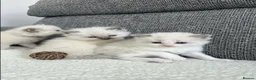 Ragdoll cats for sale: Beautiful Chunky Litter of Ragdolls - Advert 7
