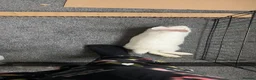 New Zealand rabbits for sale: thumper in Salford - Advert 2